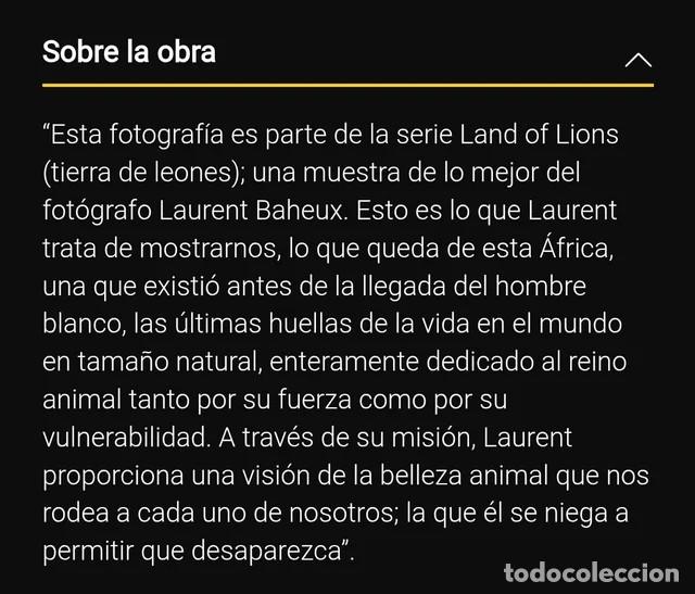 Fotograf&iacute;a antigua: Fotograf&iacute;a Le&oacute;n Limitada Numerada - Foto 6