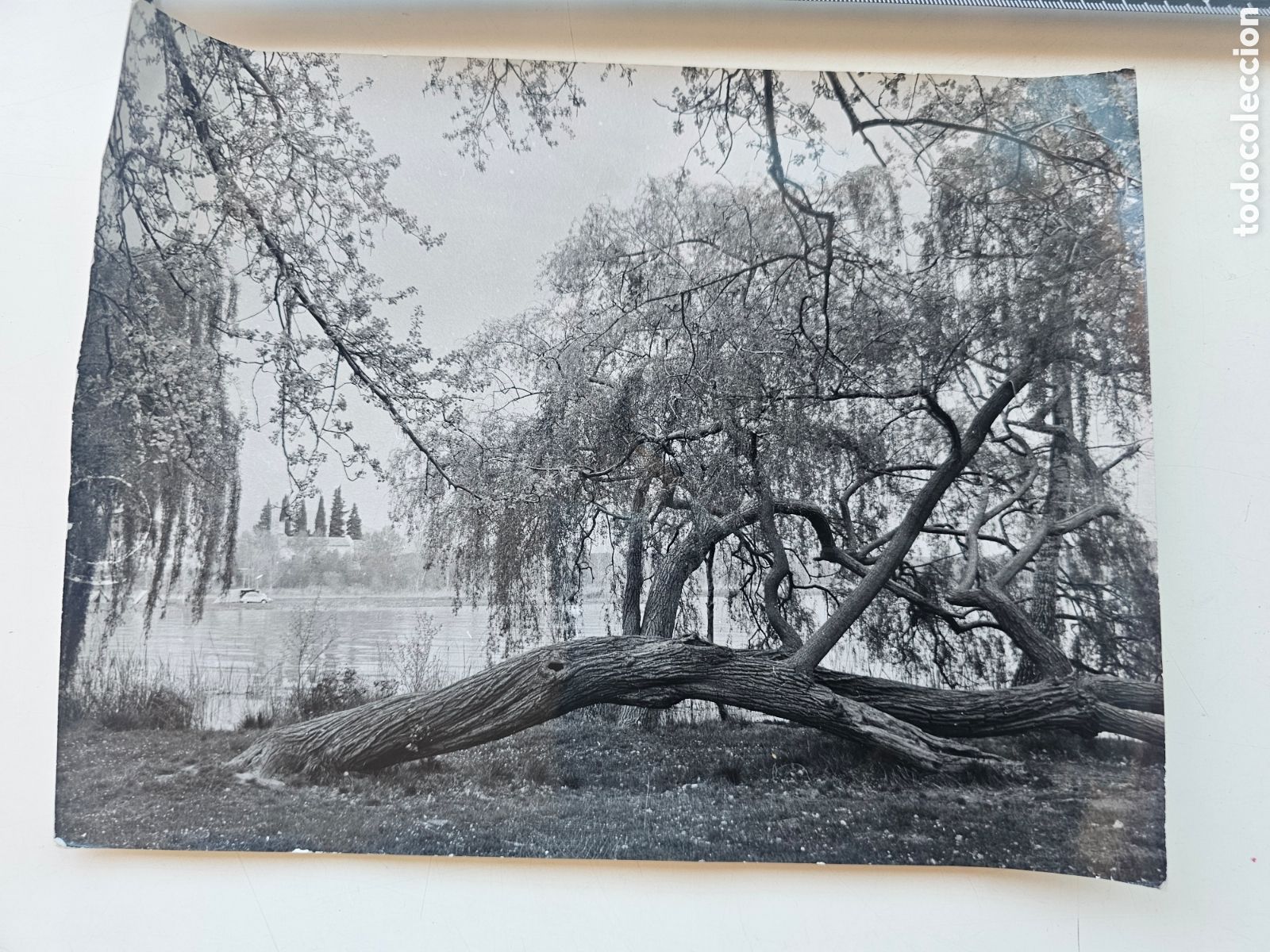 Fotograf&iacute;a antigua: Fotograf&iacute;a grande del Llac de Banyoles o R&iacute;o grande. 1960s 1970s
