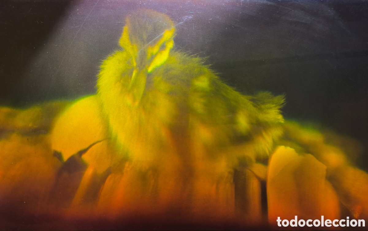 Fotograf&iacute;a antigua: Holograma de un pato. Original de los a&ntilde;os 70/80. Raro. 12,5 Cm x 20 Cm. Sin enmarcar