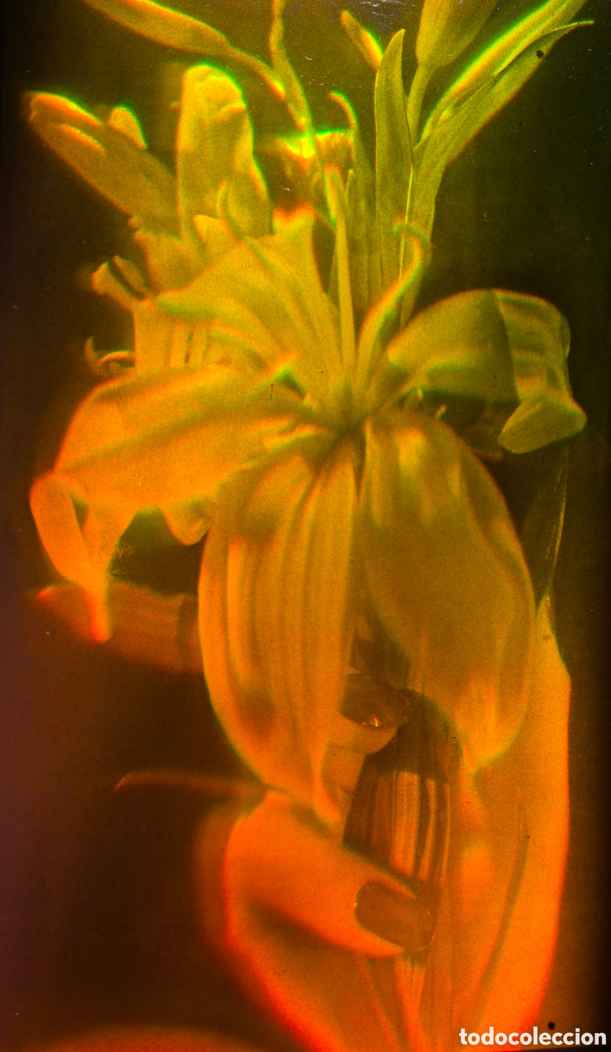Alte Fotografie: Holograma de una mano con una flor. Raro. Original de los a&ntilde;os 70/80. 12,5 Cm x 20 Cm. Sin enmarcar