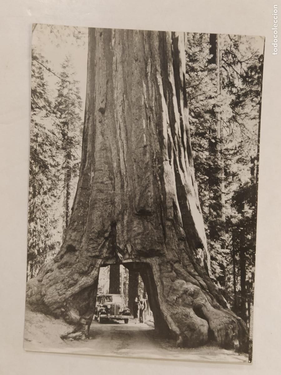 Fotograf&iacute;a antigua: PINO GIGANTE DE CALIFORNIA - YOSEMITE - FOTOGRAFIA ANTIGUA -(K-15.052)