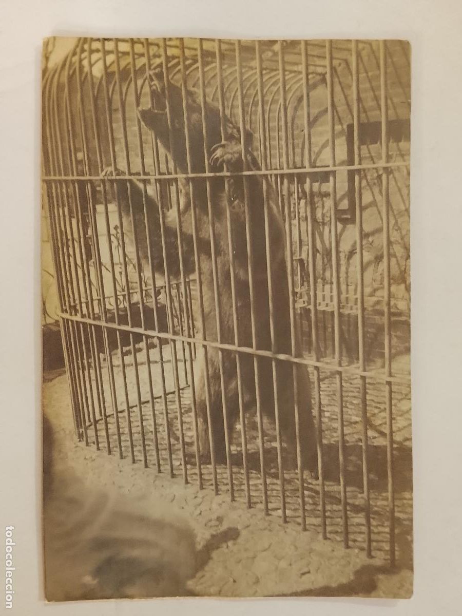 Fotograf&iacute;a antigua: OSO ENJAULADO - FOTOGRAFIA ANTIGUA -(115.612)