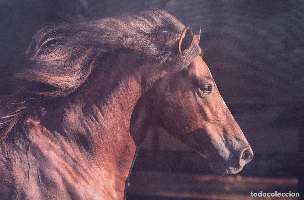 Fotograf&iacute;a antigua: Caballos en Esencia: Colecci&oacute;n de 32 Serigraf&iacute;as Ecuestres (50&times;70 cm)