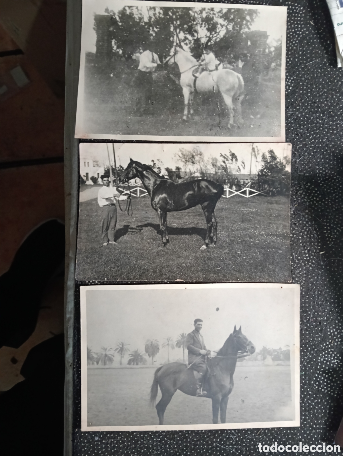 Fotograf&iacute;a antigua: 1940-45 Tres fotograf&iacute;as de Caballos, Jos&eacute; Torres Bardaji, Barcelona