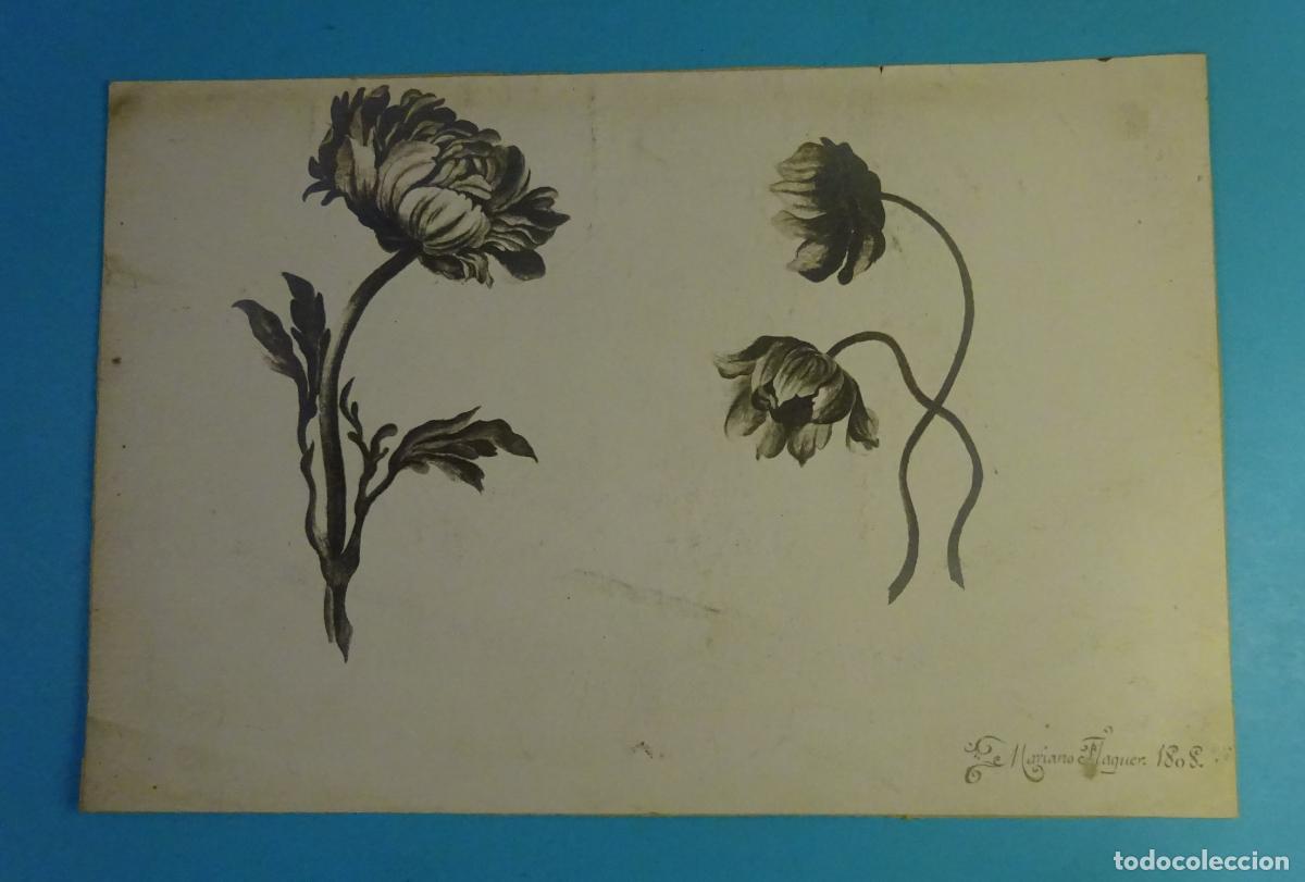 Fotograf&iacute;a antigua: REPRODUCCI&Oacute;N FOTOGR&Aacute;FICA DE &Eacute;POCA. AN&Eacute;MONAS. MARIANO FLAGUER 1808. FORMATO 27 X 18,5 CM