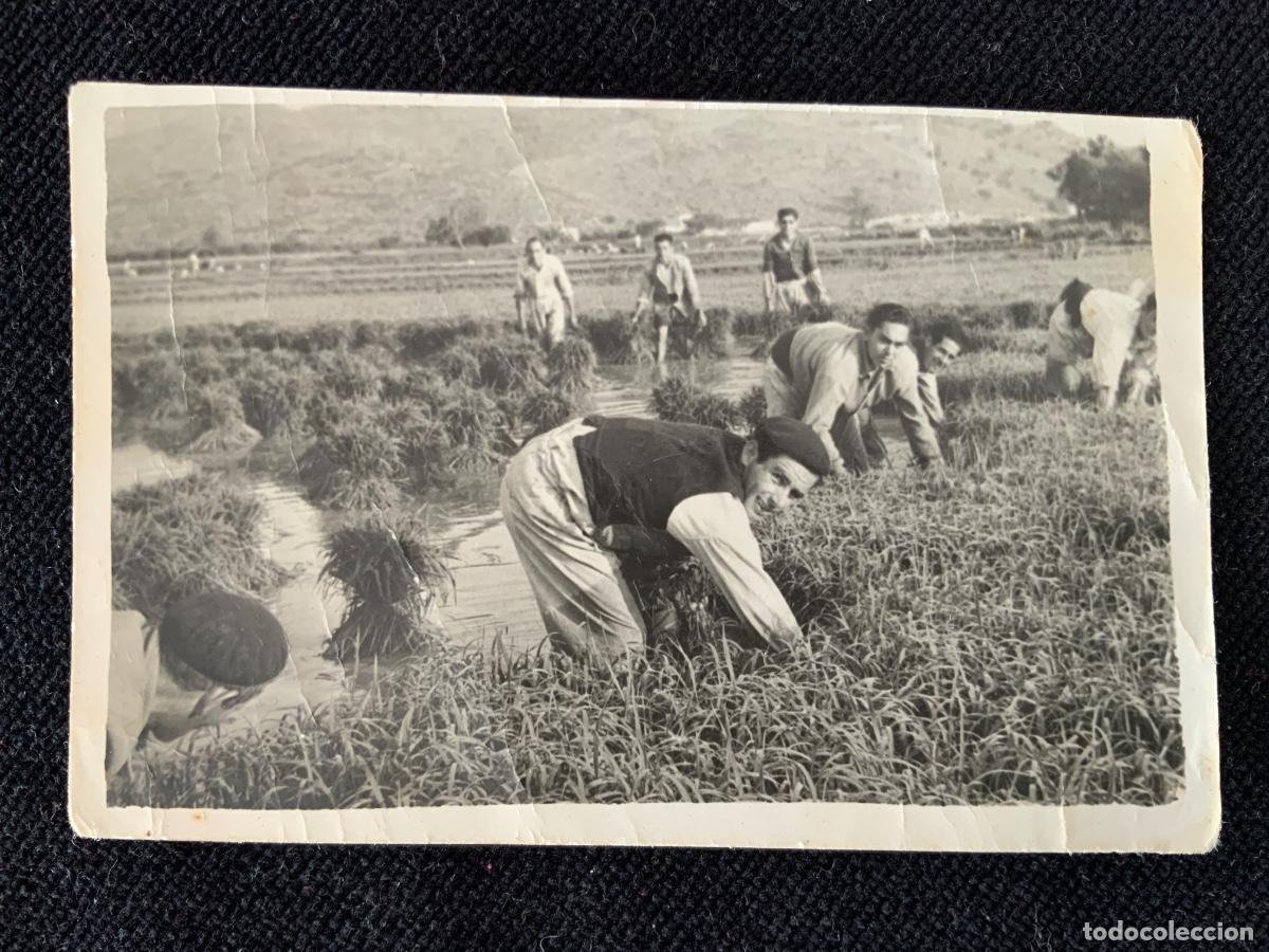 Fotograf&iacute;a antigua: Antigua fotografia segando arroz en la marjal de Pego. 5,8x8,8cm.