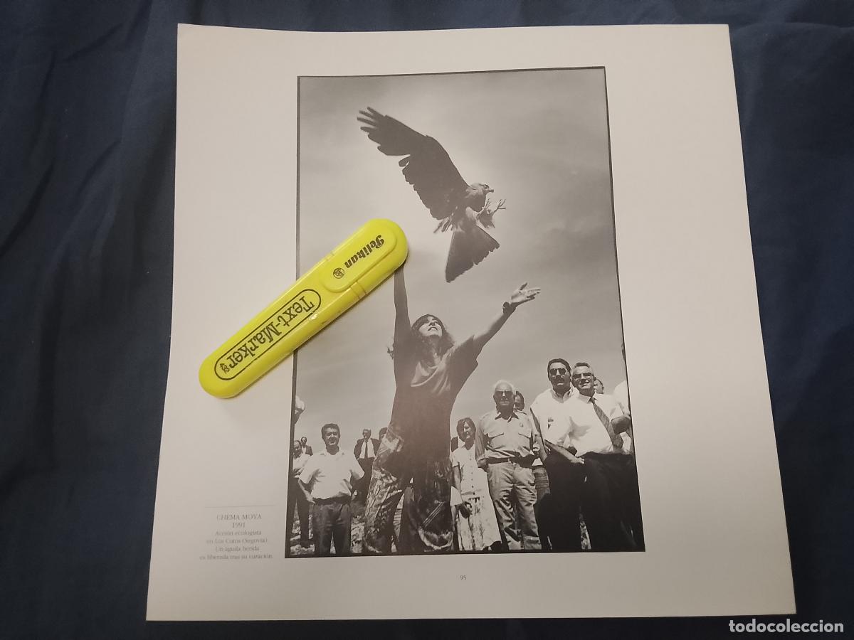 Fotograf&iacute;a antigua: foto - lamina 1991 accion ecologista en los cotos segovia aguila herida es liberada tras su curacion