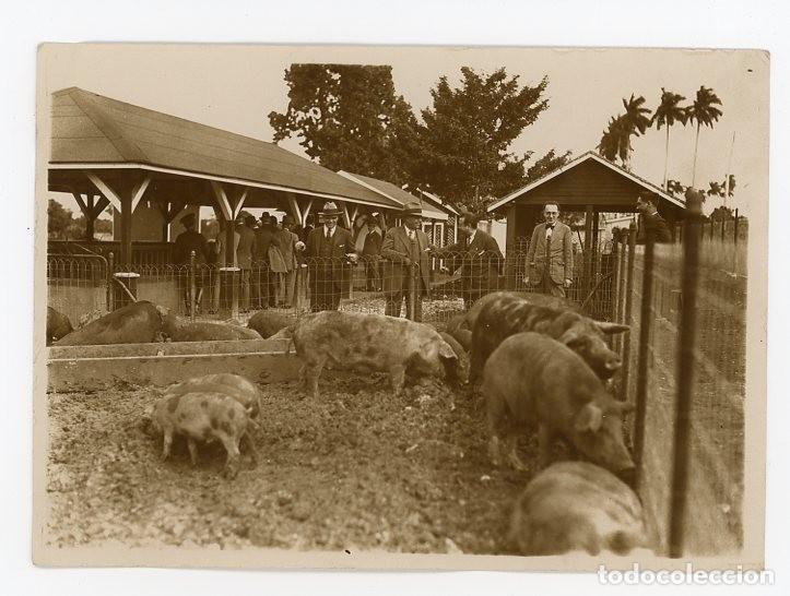 Photographie ancienne: RAFAEL PEGUDO. VISITANDO UNA GRANJA DE CERDOS. CUBA. H. 1930. FOTOPERIODISMO CUBANO