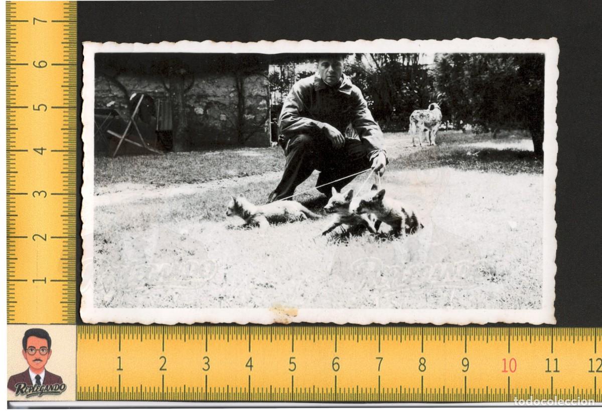 Fotograf&iacute;a antigua: HOMBRE POSA CON TRES CR&Iacute;AS ZORRO Y PERRO CAZA - ZORREZNOS - FOTO ANTIGUA A&Ntilde;OS 40 - ESPA&Ntilde;A RURAL