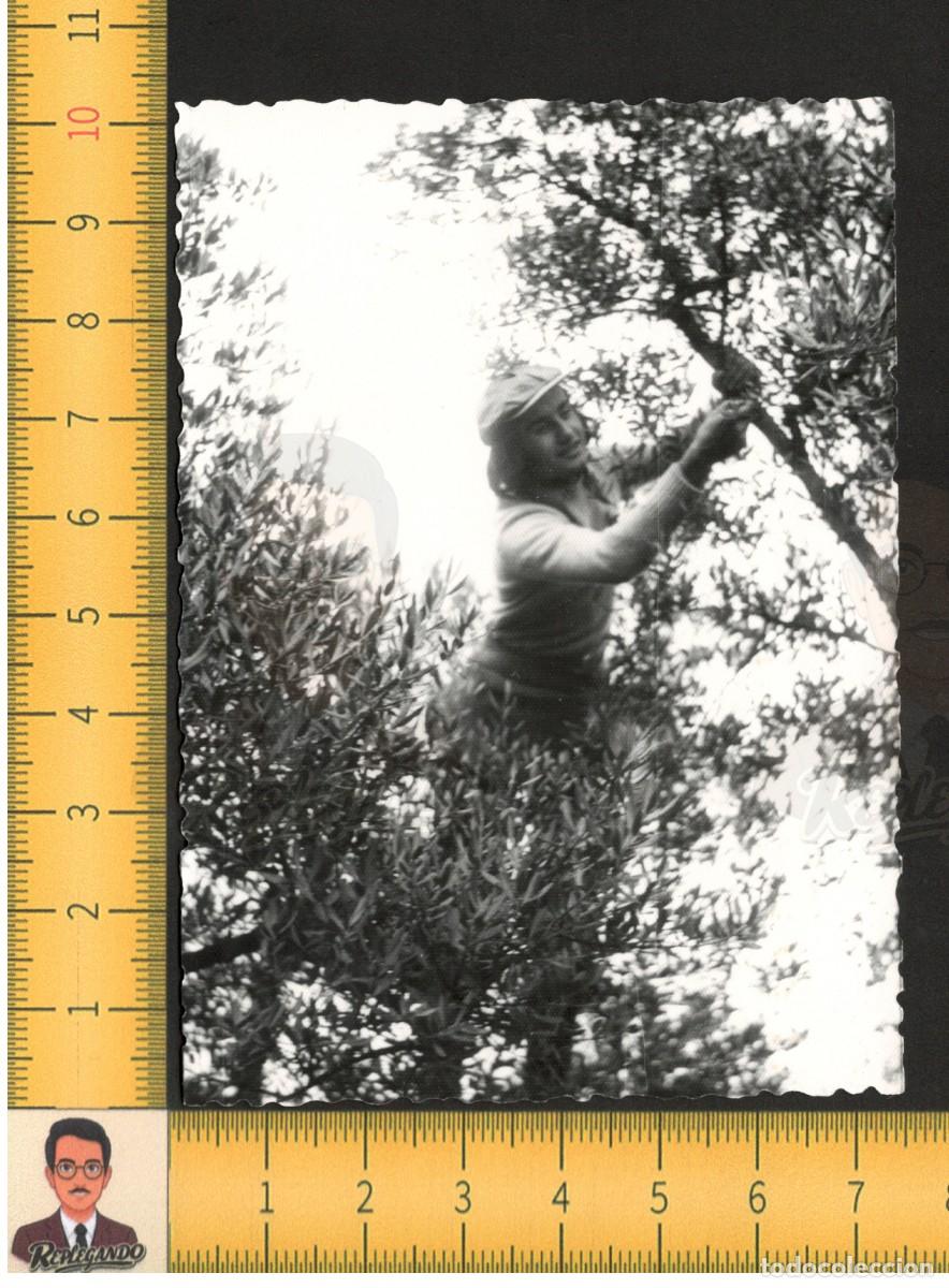 Fotograf&iacute;a antigua: JORNALERO COGIENDO ACEITUNAS O ALMENDRAS - GUAPO SEXY CHICO HOMBRE - FOTO ANTIGUA A&Ntilde;OS 60 - LGTB