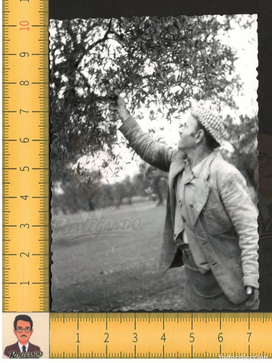 Fotograf&iacute;a antigua: JORNALERO DE LA ACEITUNA TRABAJANDO EN CAMPO OLIVOS - FOTO ANTIGUA A&Ntilde;OS 60 - &Aacute;RBOL ESPA&Ntilde;A RURAL
