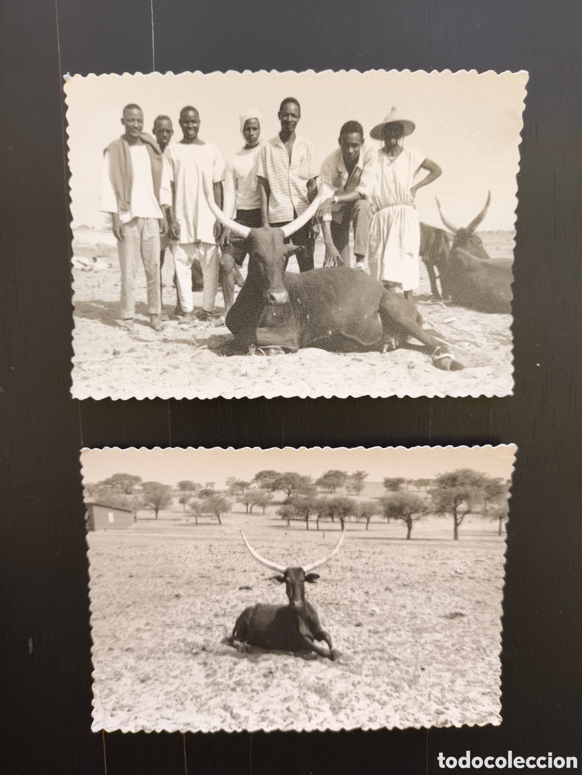 Fotograf&iacute;a antigua: Antiguas fotograf&iacute;as nativos posando con vaca Ceb&uacute; Bororo Gour&eacute; N&iacute;ger 10x7cm