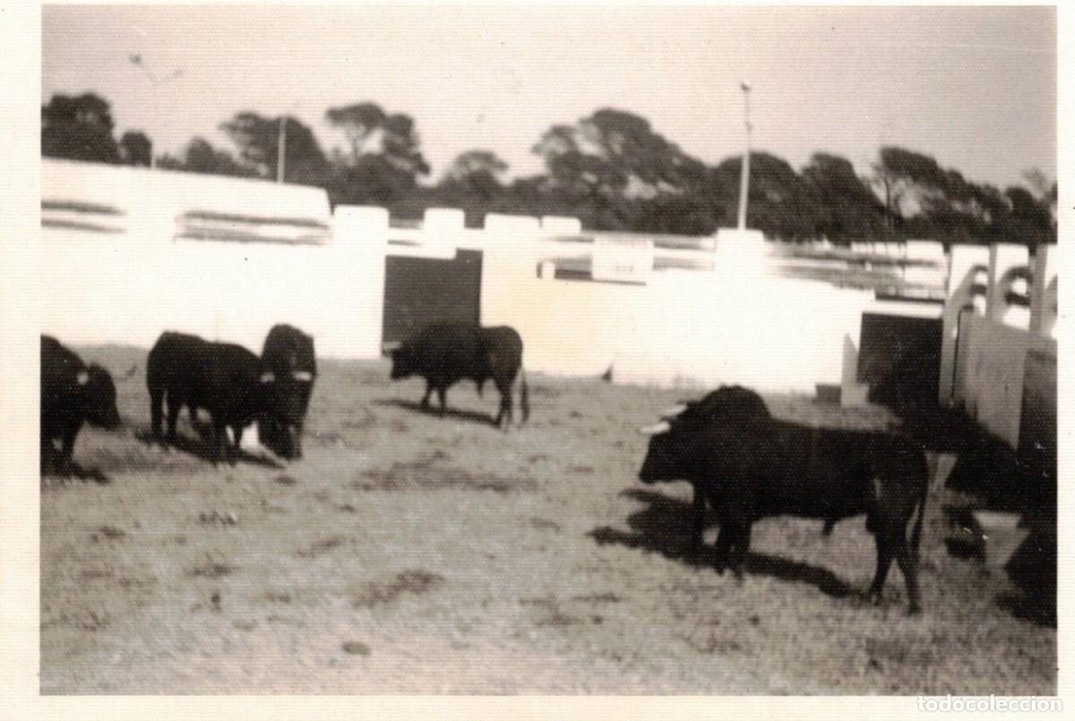 Fotograf&iacute;a antigua: :::: H494 - FOTOGRAFIA - TOROS