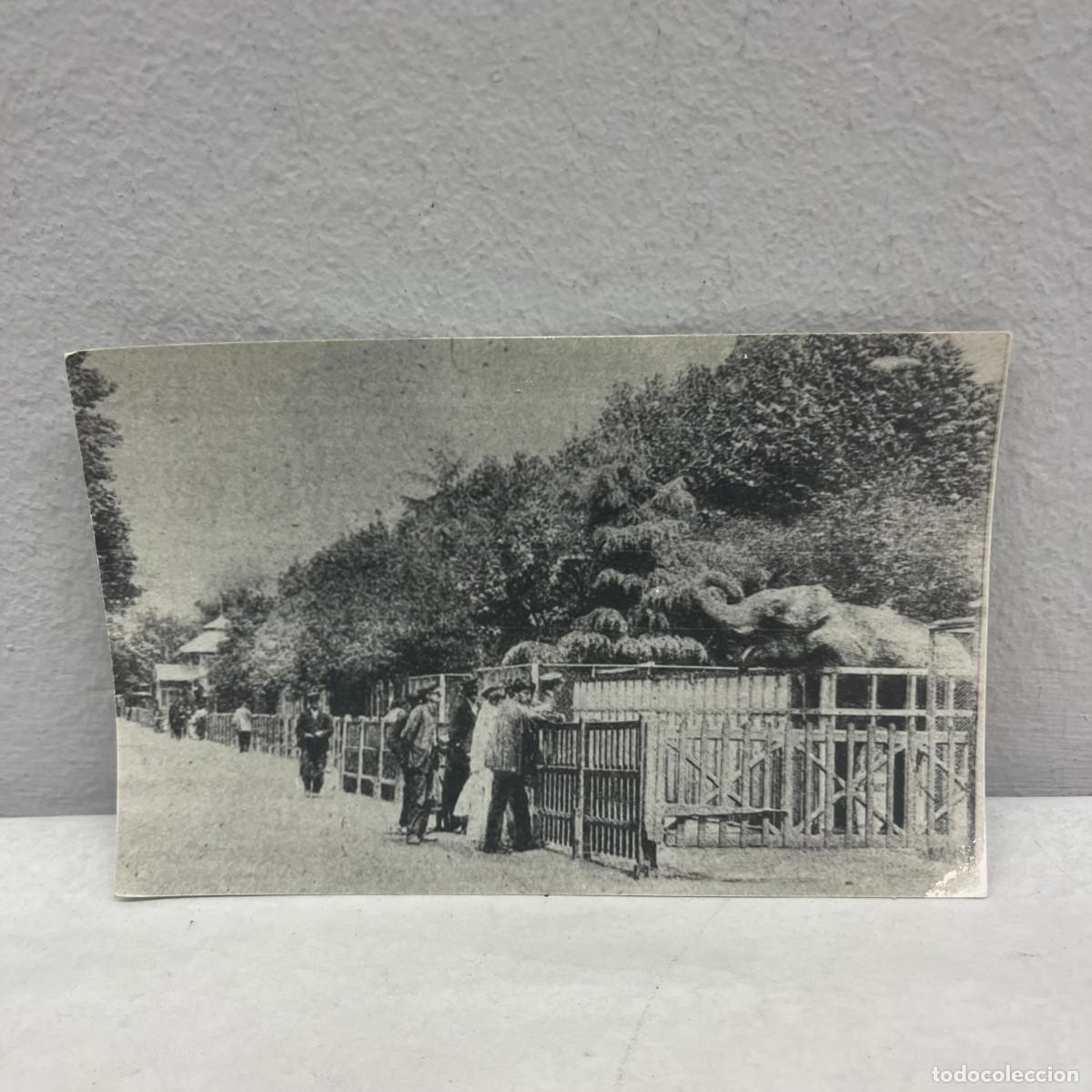 Fotograf&iacute;a antigua: ANTIGUA FOTOGRAFIA - ZOO DE BARCELONA - &rdquo;L'AVI DEL PARC&rdquo; - 1905 - 140 X 90 MM / 4671