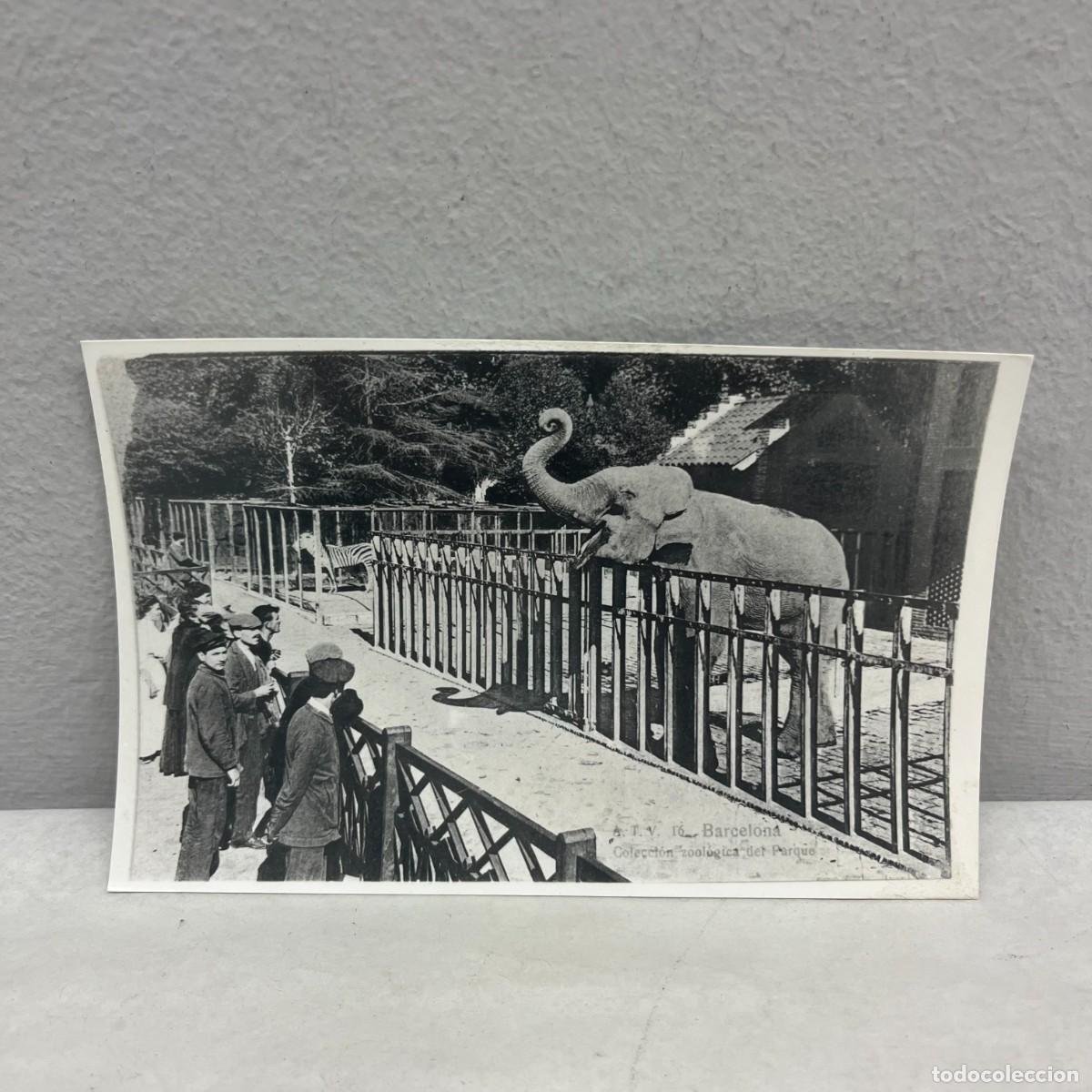Fotograf&iacute;a antigua: ANTIGUA FOTOGRAFIA - PARK CIUTADELLA - ZOO, L'AVI - PRIMERS ANYS S. XX (1904) - 140 X 90 MM / 4674