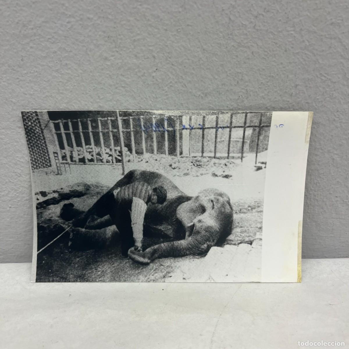 Fotograf&iacute;a antigua: ANTIGUA FOTOGRAFIA - &rdquo;L'ELEFANT L'AVI POC DESPR&Eacute;S DE MORIR&rdquo; - 2 MAYO 1914 - 140 X 90 MM / 4675