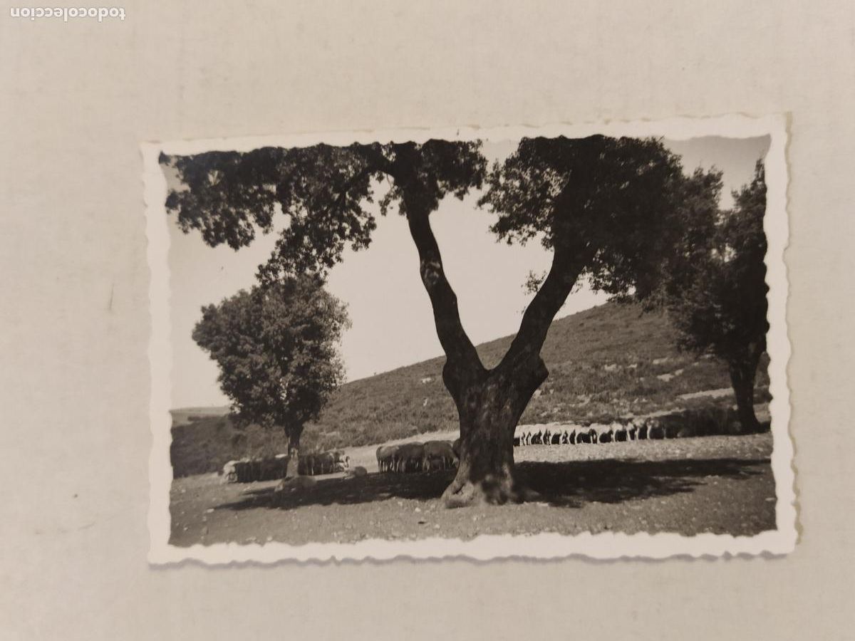 Fotograf&iacute;a antigua: VALDEPE&Ntilde;AS - FOTO A. MERLO DELGADO - FOTOGRAFIA ANTIGUA -(116.182)
