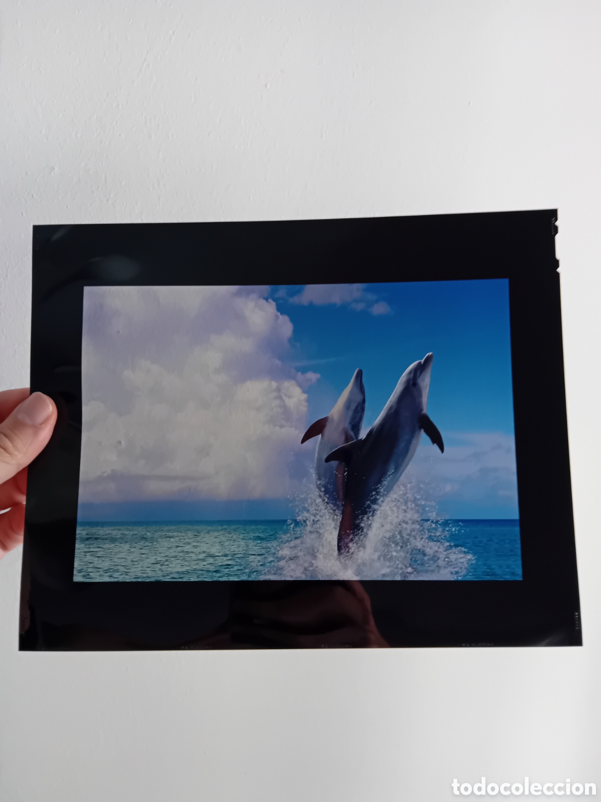 Fotograf&iacute;a antigua: DIAPOSITIVA PLACA GRAN FORMATO FOTOGRAF&Iacute;A PROFESIONAL PUBLICITARIA DELFINES. A&Ntilde;OS 90