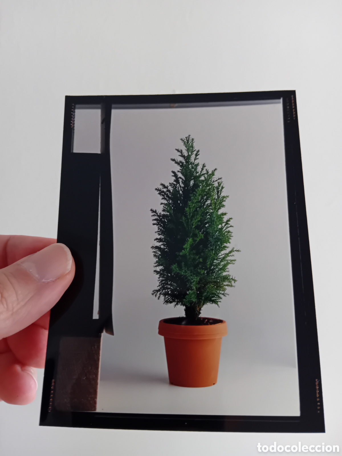 Fotograf&iacute;a antigua: DIAPO PLACA MEDIO FORMATO ARBOL ABETO. A&Ntilde;OS 90S