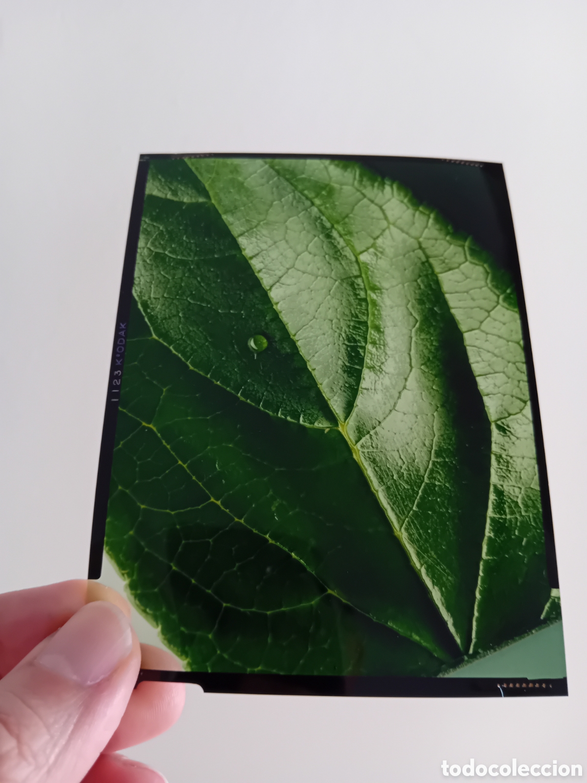 Fotograf&iacute;a antigua: DIAPO PLACA MEDIO FORMATO FOTO PROFESIONAL PUBLICITARIA MACRO DE HOJA CON GOTA AGUA. A&Ntilde;OS 90