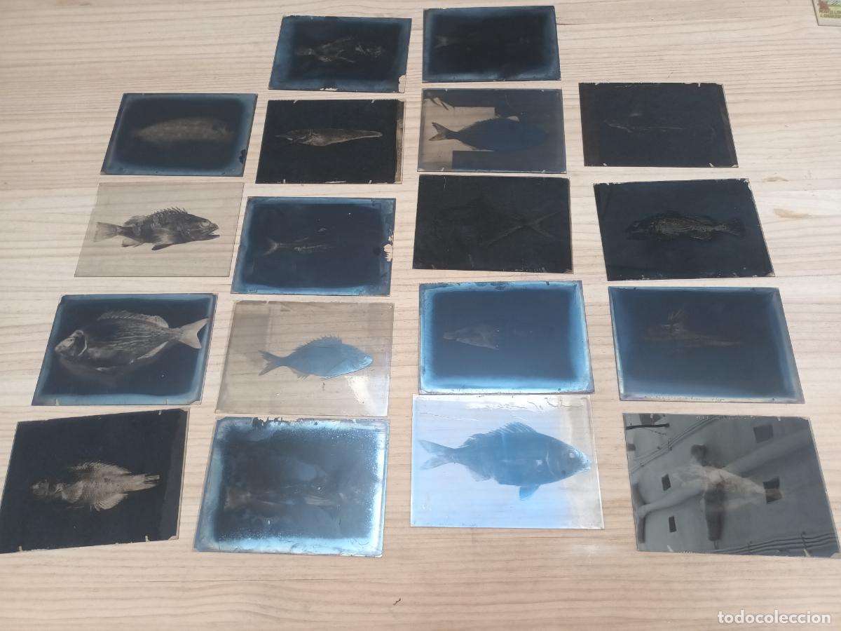 Alte Fotografie: LOTE FOTOGRAF&Iacute;AS PLACAS CRISTAL CLICH&Eacute; PECES MARINOS PEZ MAR