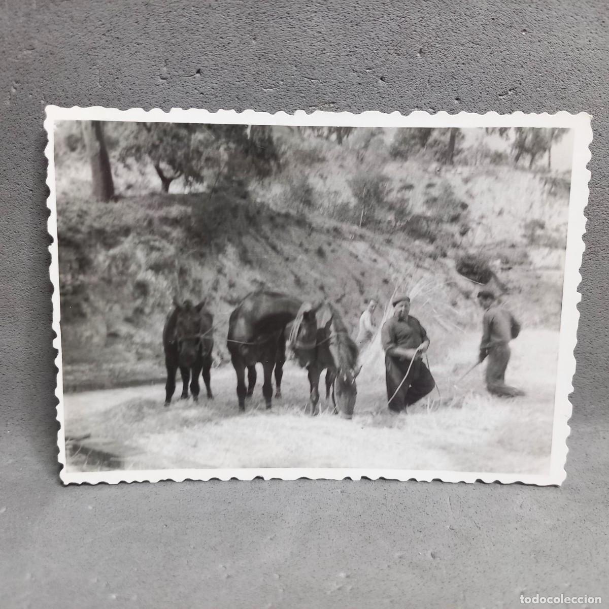 Fotograf&iacute;a antigua: Antigua fotograf&iacute;a - Hombres y ganado en la era de trillar. Can Bordoi, Llinars del Vall&egrave;s a&ntilde;os 60