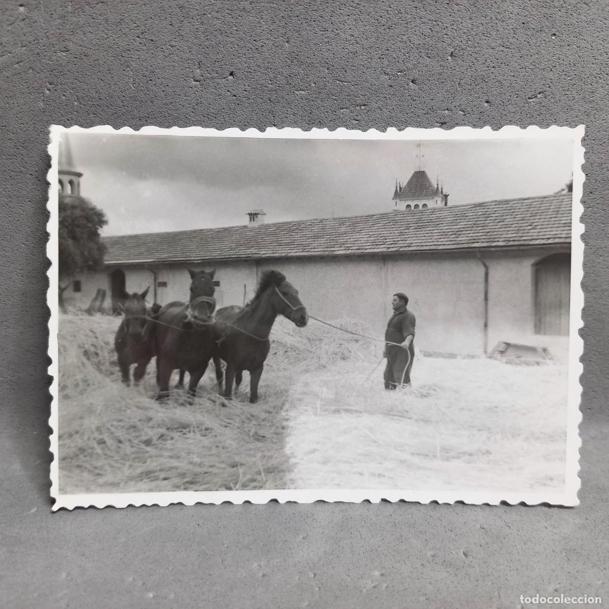 Fotograf&iacute;a antigua: Antigua fotograf&iacute;a - Hombre y ganado en la era de trillar. Can Bordoi, Llinars del Vall&egrave;s a&ntilde;os 60