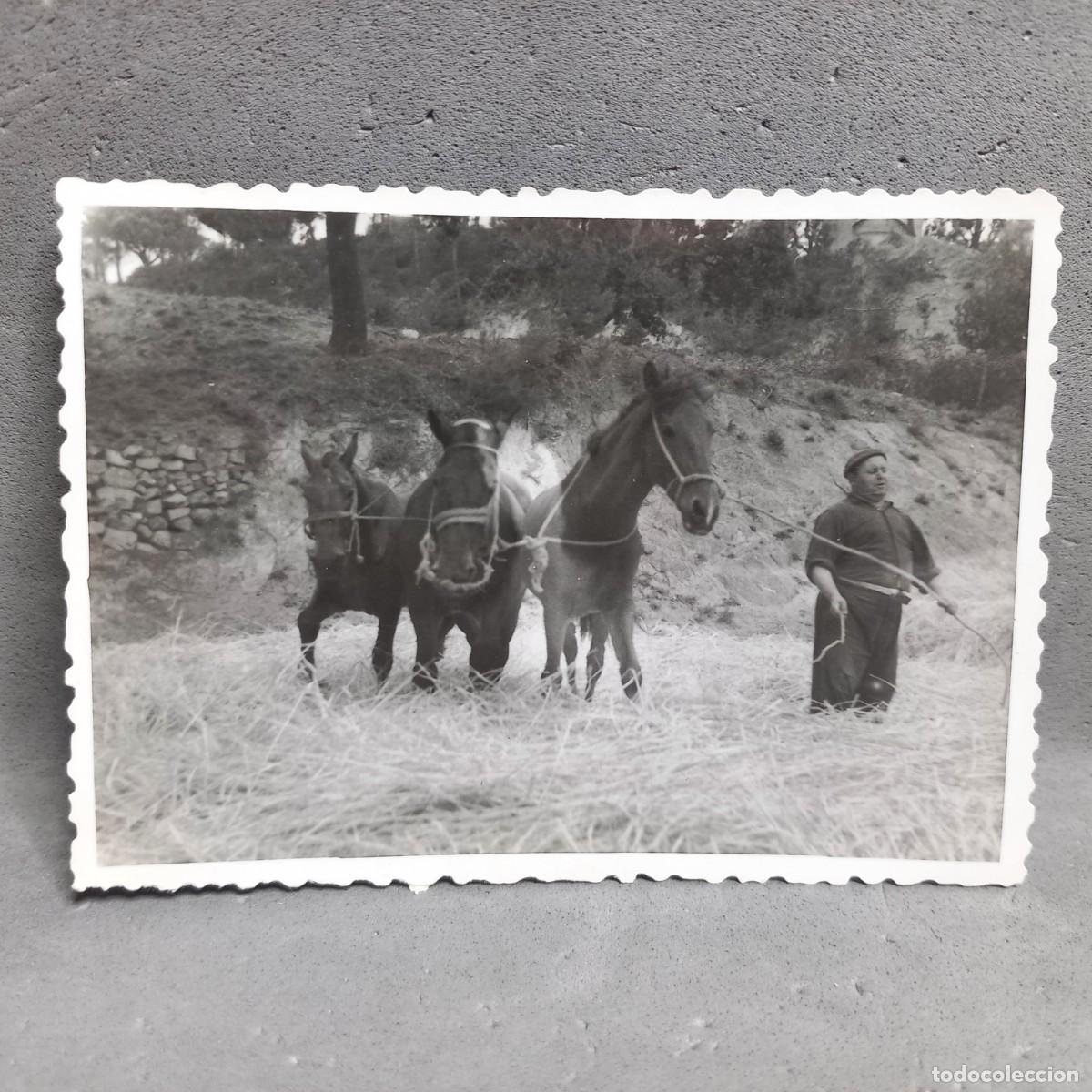 Fotograf&iacute;a antigua: Antigua fotograf&iacute;a - Hombre y ganado en la era de trillar. Can Bordoi, Llinars del Vall&egrave;s a&ntilde;os 60
