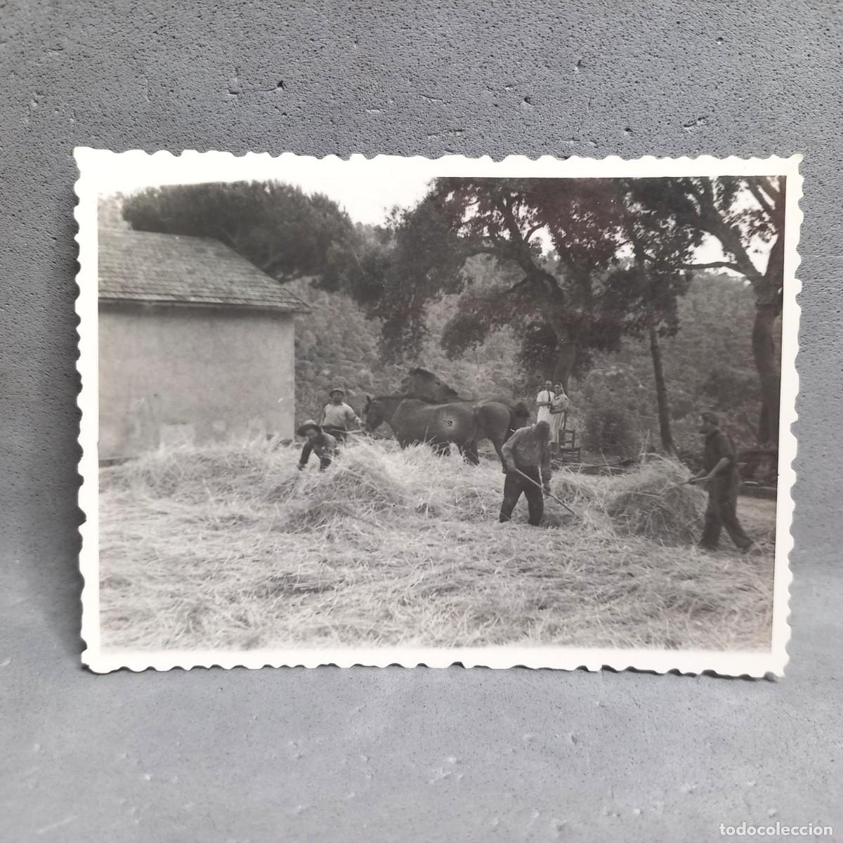 Fotograf&iacute;a antigua: Antigua fotograf&iacute;a. Hombres y ganado en la era de trillar. Can Bordoi, Llinars del Vall&egrave;s a&ntilde;os 60