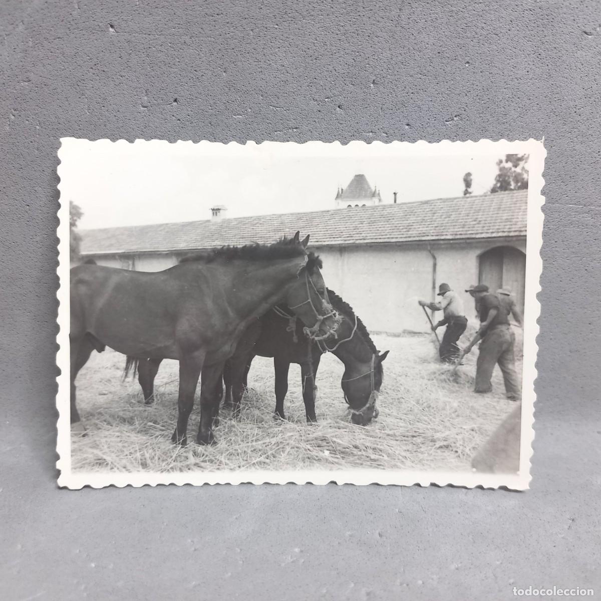 Fotograf&iacute;a antigua: Antigua fotograf&iacute;a. Hombres y ganado en la era de trillar. Can Bordoi, Llinars del Vall&egrave;s a&ntilde;os 60