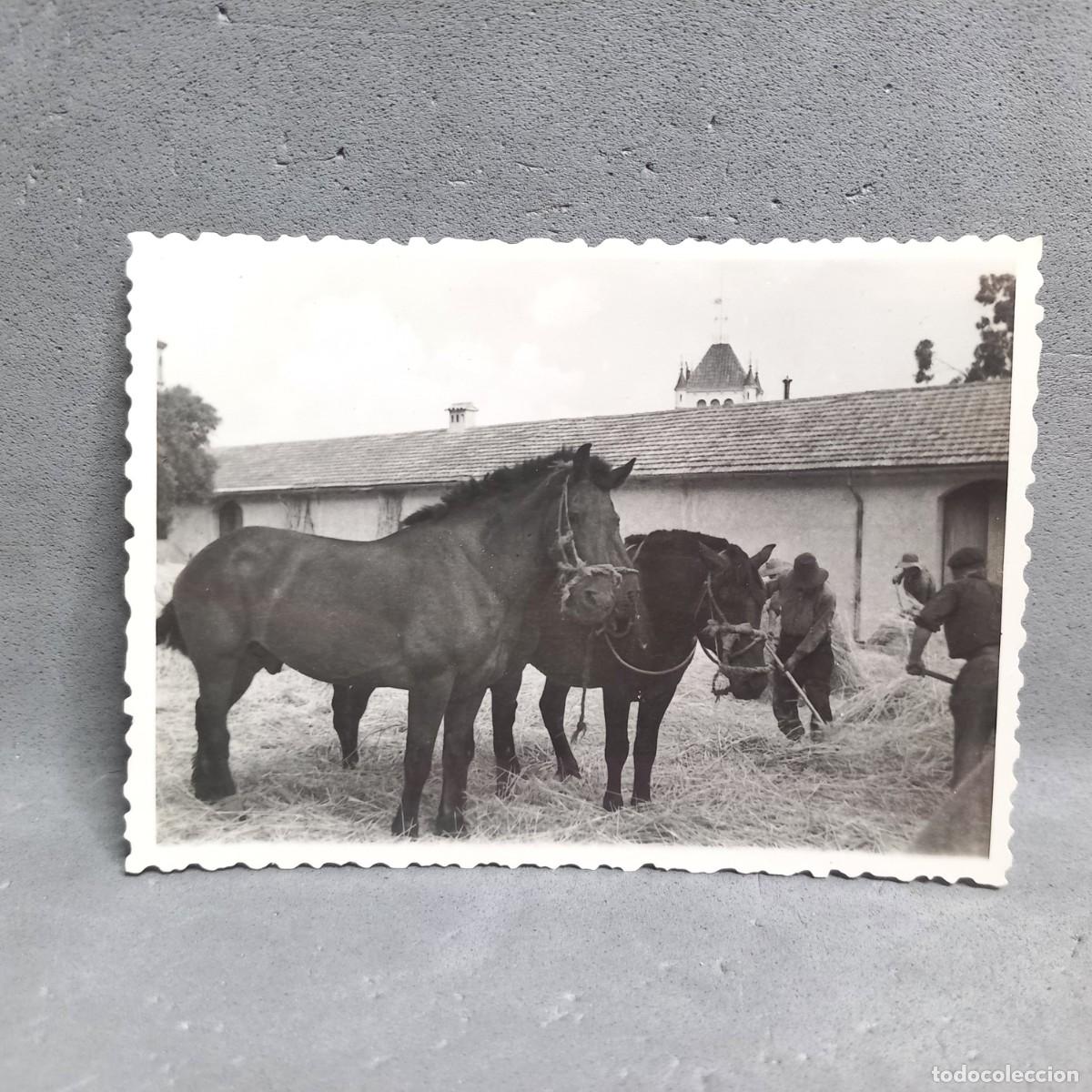 Fotograf&iacute;a antigua: Antigua fotograf&iacute;a. Hombres y ganado en la era de trillar. Can Bordoi, Llinars del Vall&egrave;s a&ntilde;os 60