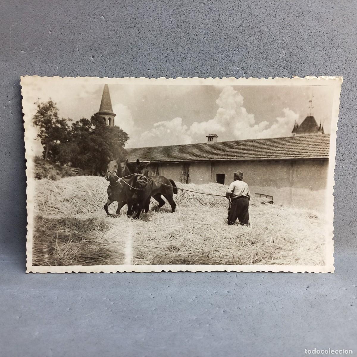 Fotograf&iacute;a antigua: Antigua fotograf&iacute;a. Hombre con caballos en la era de trillar. Can Bordoi, Llinars del Vall&egrave;s a&ntilde;os 60