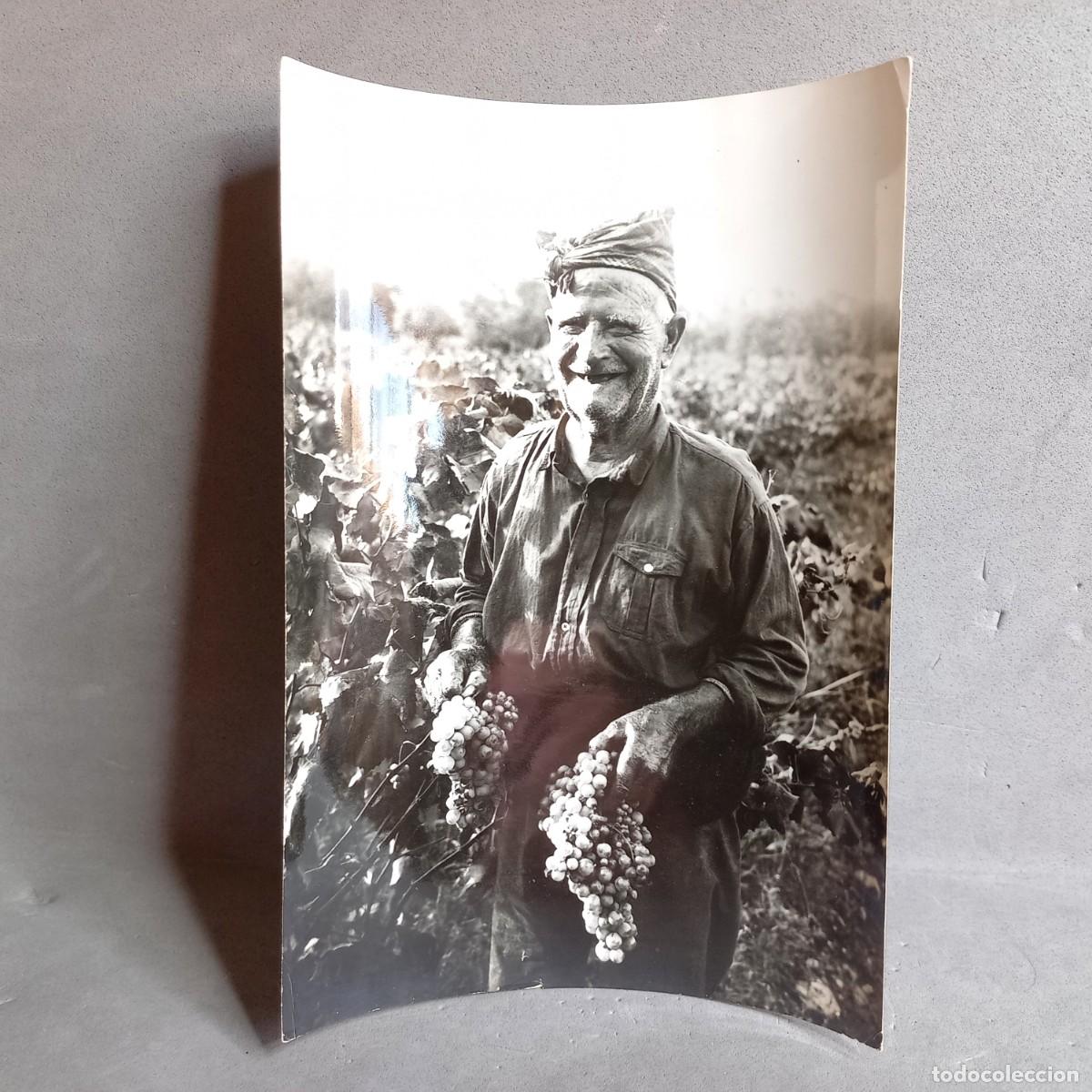 Fotograf&iacute;a antigua: Antigua fotograf&iacute;a Hermenegild Vallv&eacute;. Hombre mayor en la vend&iacute;mia, Tarragona, Catalu&ntilde;a. A&ntilde;os 20-30