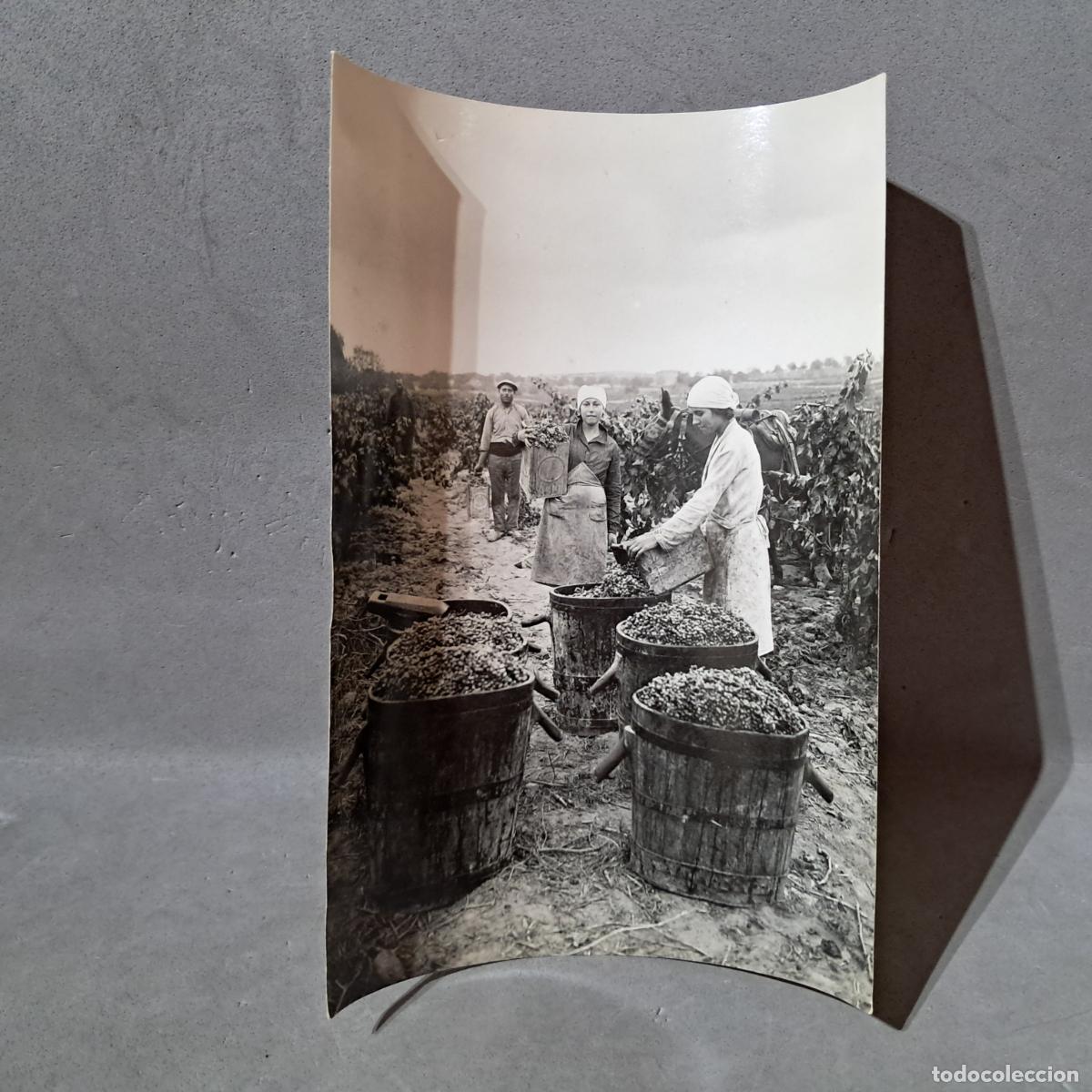 Fotograf&iacute;a antigua: Antigua fotograf&iacute;a, Hermenegild Vallv&eacute;. Vendimiadoras y vendimiador llenando portadoras. A&ntilde;os 20-30