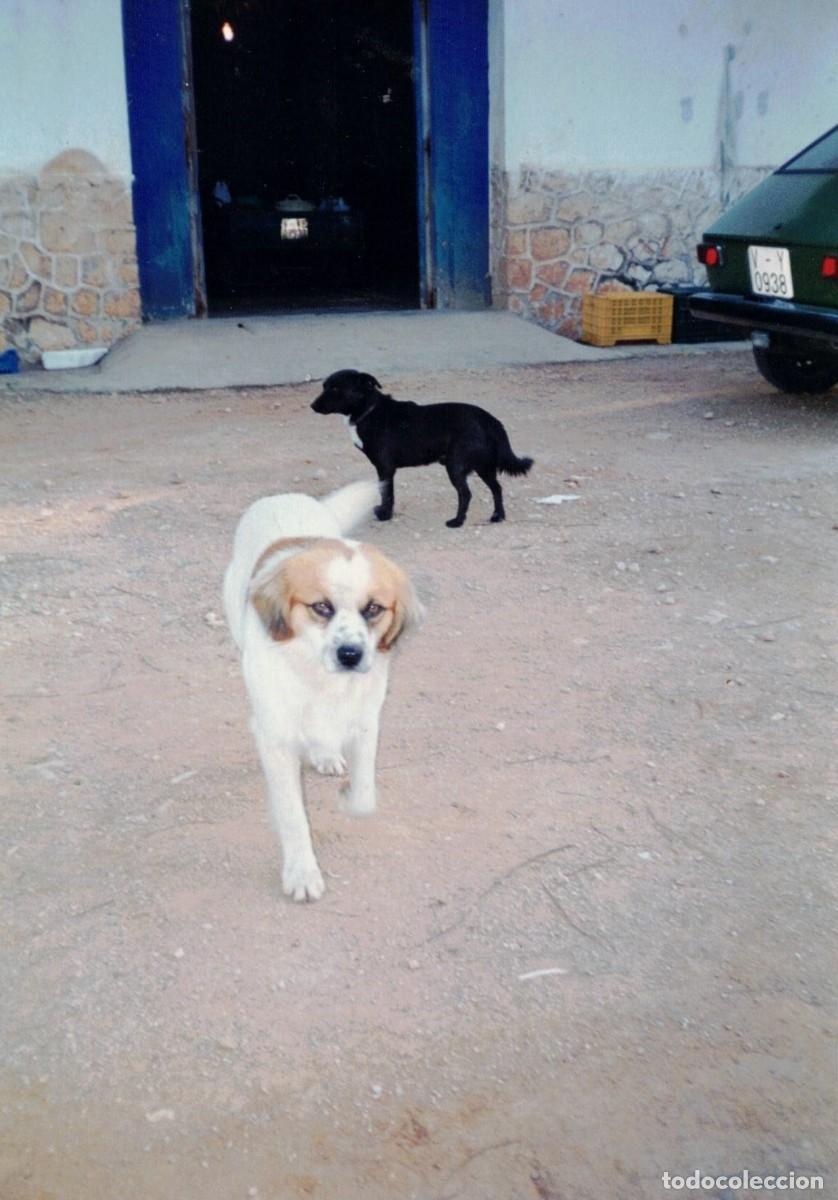 Fotograf&iacute;a antigua: :::: B77 - FOTOGRAFIA - PERRITOS