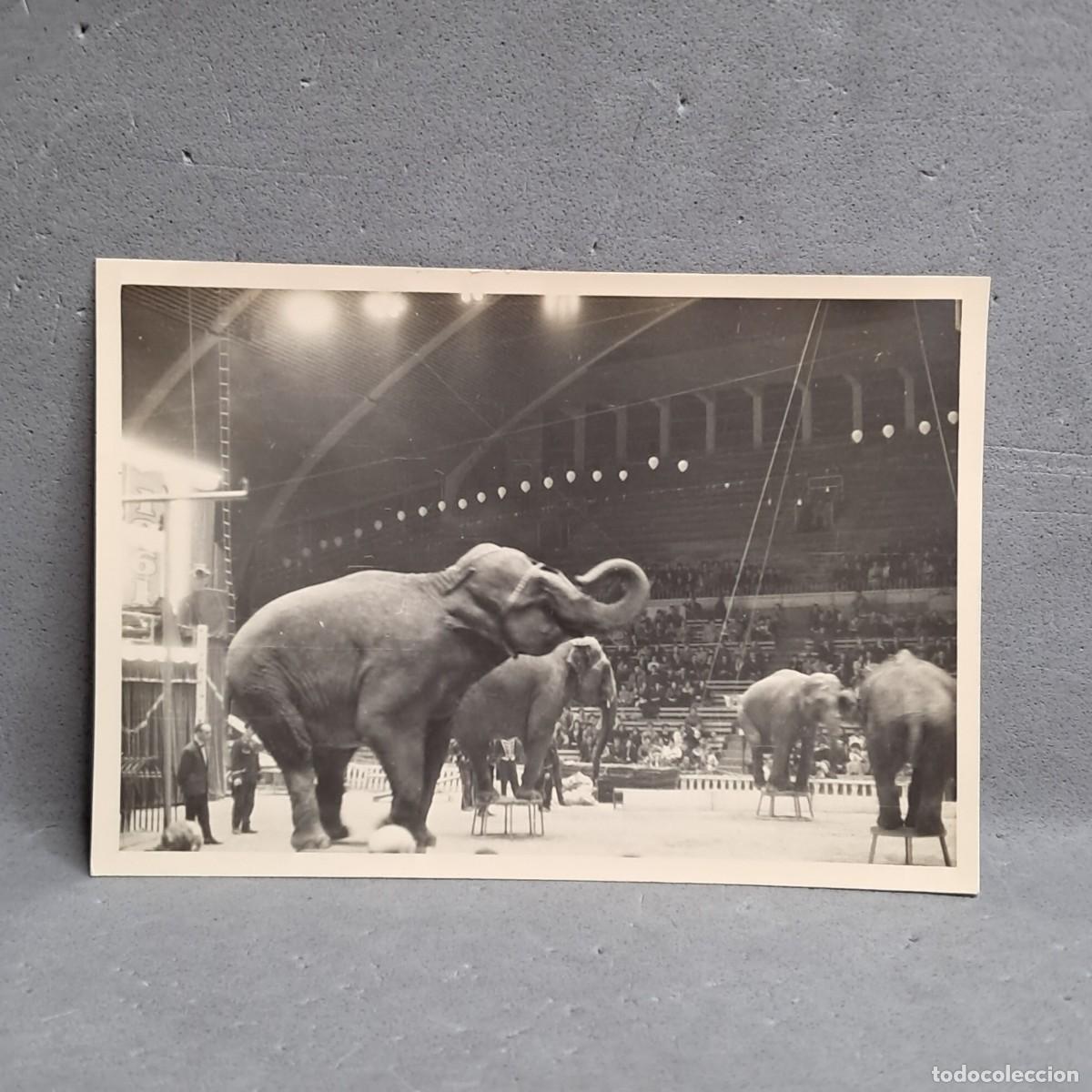 Fotograf&iacute;a antigua: Antigua fotograf&iacute;a de Circo. Espect&aacute;culo de elefantes, paquidermos. Barcelona 1961.