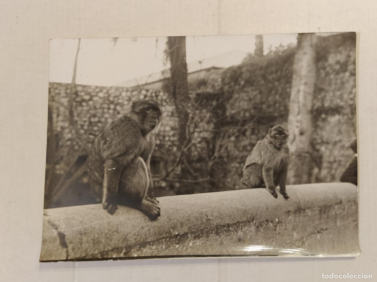 Fotograf&iacute;a antigua: GIBRALTAR - MONOS - ROCK MONKEYS - FOTOGRAFIA ANTIGUA - (V-28.281)
