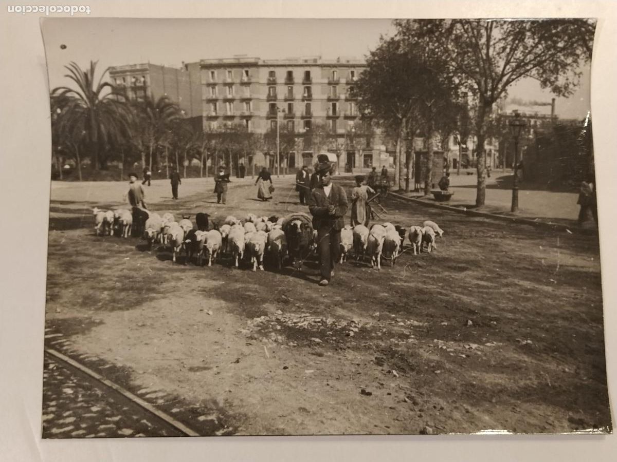 Fotograf&iacute;a antigua: BARCELONA - PLA&Ccedil;A DE TETUAN - OVEJAS - FOTOGRAFIA ANTIGUA DE PRENSA O EDITORIAL - 67