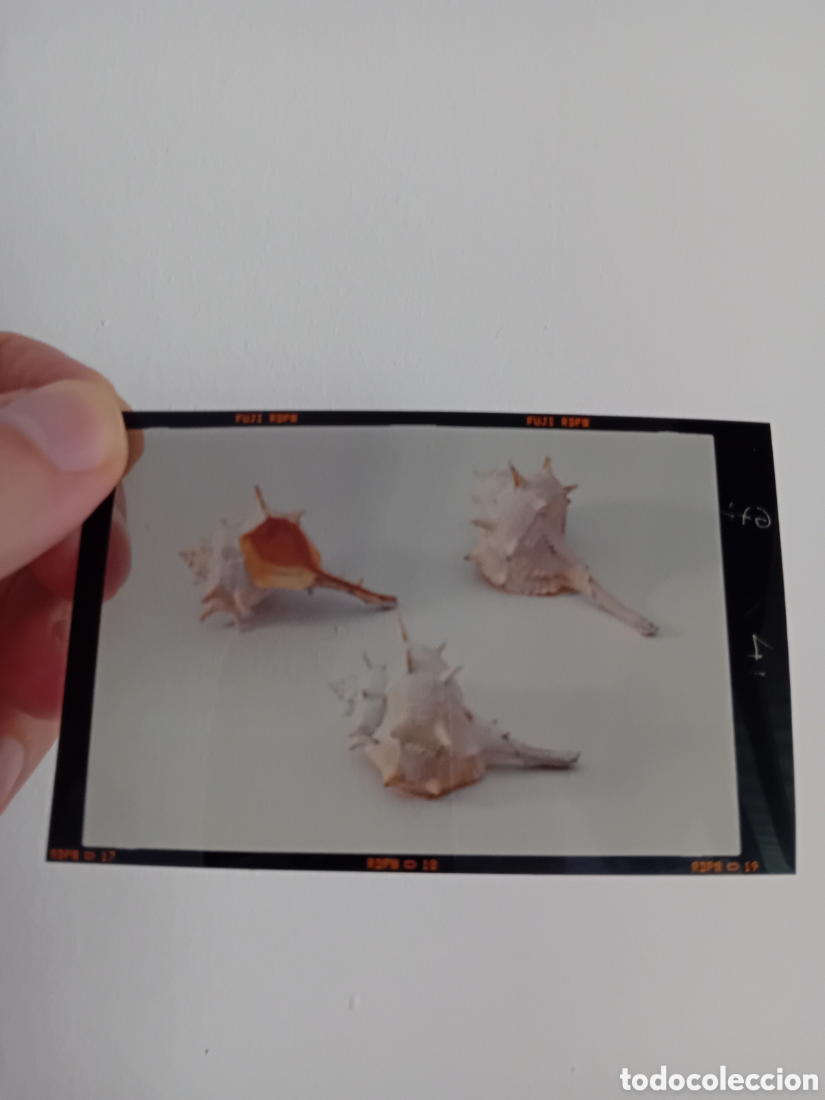 Fotograf&iacute;a antigua: DIAPO FOTOGRAF&Iacute;A PROFESIONAL DE TRES CARACOLAS. A&Ntilde;OS 90