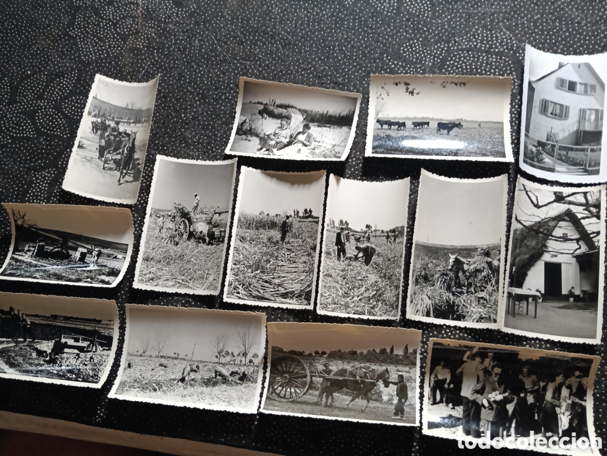 Fotograf&iacute;a antigua: 14 fotograf&iacute;as a&ntilde;os 50 de trabajos en el campo variados y en varias provincias de Espa&ntilde;a. c 95