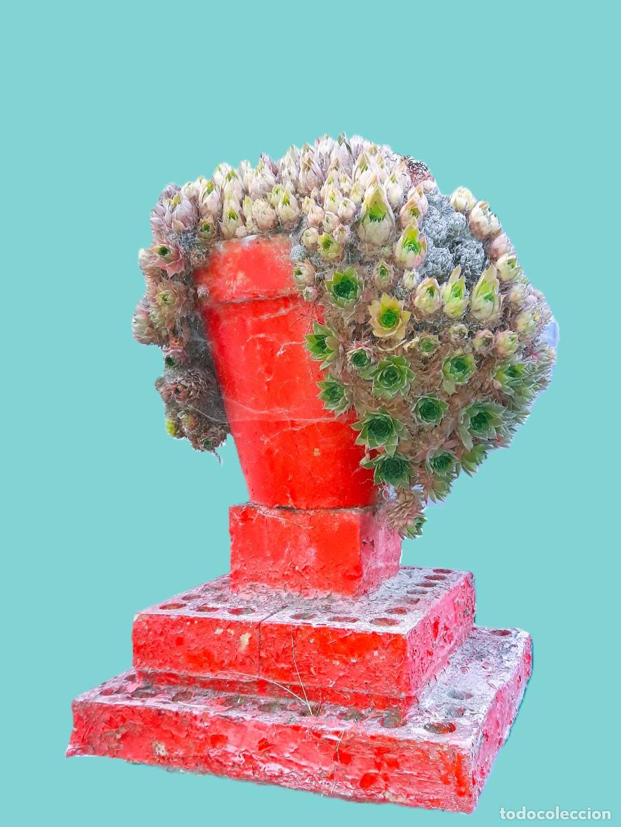 Fotograf&iacute;a antigua: COIFFURE SUCULENTE- Lupa Sempervivum - var. domestica. Fotograf&iacute;a contempor&aacute;nea.