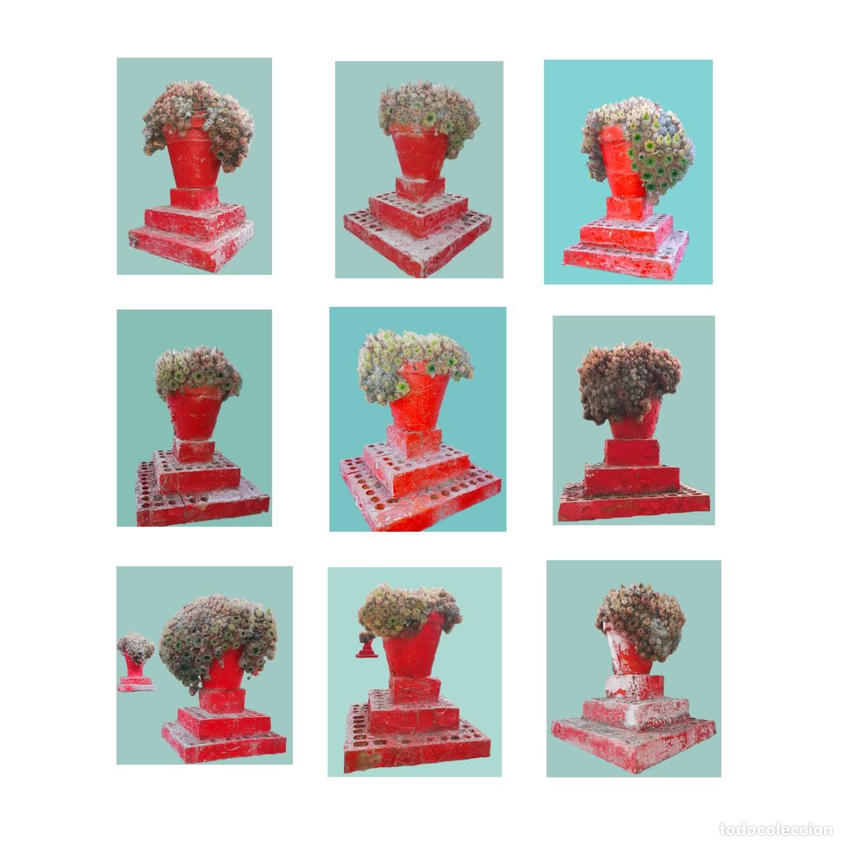 Fotograf&iacute;a antigua: COIFFURE SUCULENTE series. 9 Fotograf&iacute;as contempor&aacute;neas.