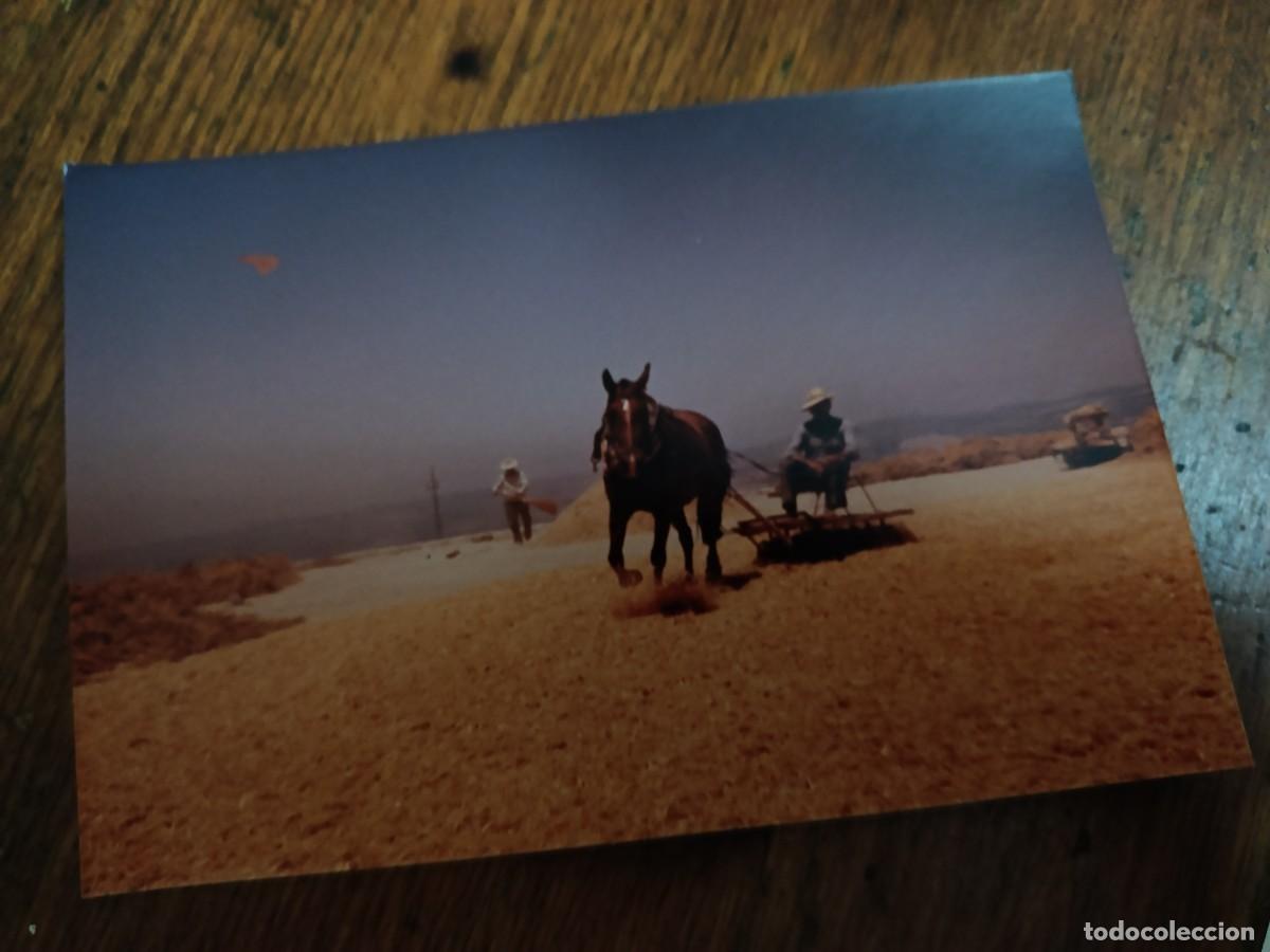 Fotograf&iacute;a antigua: TRILLANDO CON MULO EN LA ERA TRILLO.