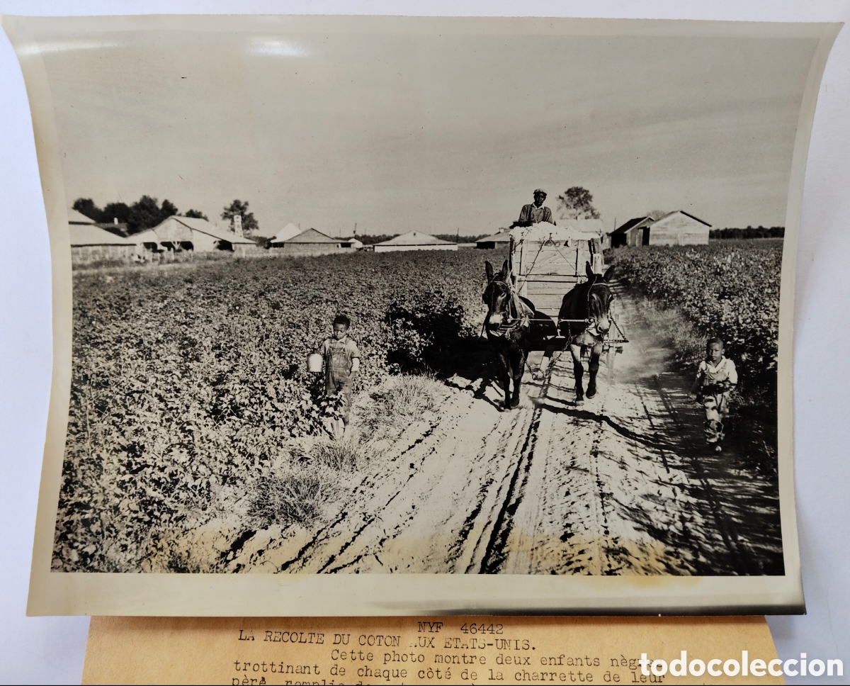 Fotograf&iacute;a antigua: ANTIGUA Y PRECIOSA FOTOGRAFIA DE LA RECOCIDA DEL ALGOD&Oacute;N EN EL SUR DE LOS EEUU - NYF exhibit 211 de