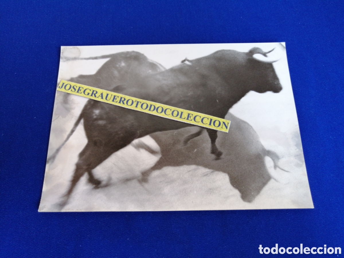 Fotograf&iacute;a antigua: TOROS FOTOGRAF&Iacute;A ANTIGUA ART&Iacute;STICA SIGLO PASADO