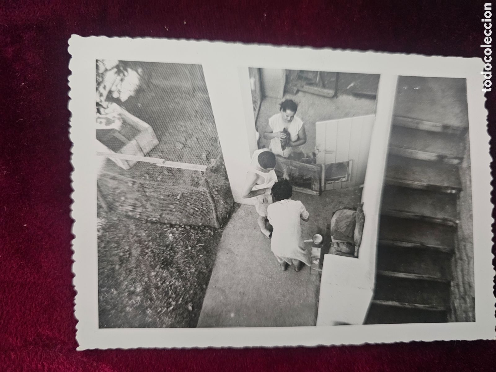 Antique Photography: Curiosa Fotograf&iacute;a perspectiva zenital 1950s 1960s Alger ? Cuidando gallinas