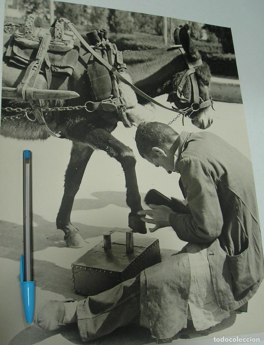 Fotograf&iacute;a antigua: FOTO FOTOGRAFIA ARTISTICA GRANDES DIMENSIONES 33 X 25 CM UN LIMPIABOTAS MUY ANIMAL