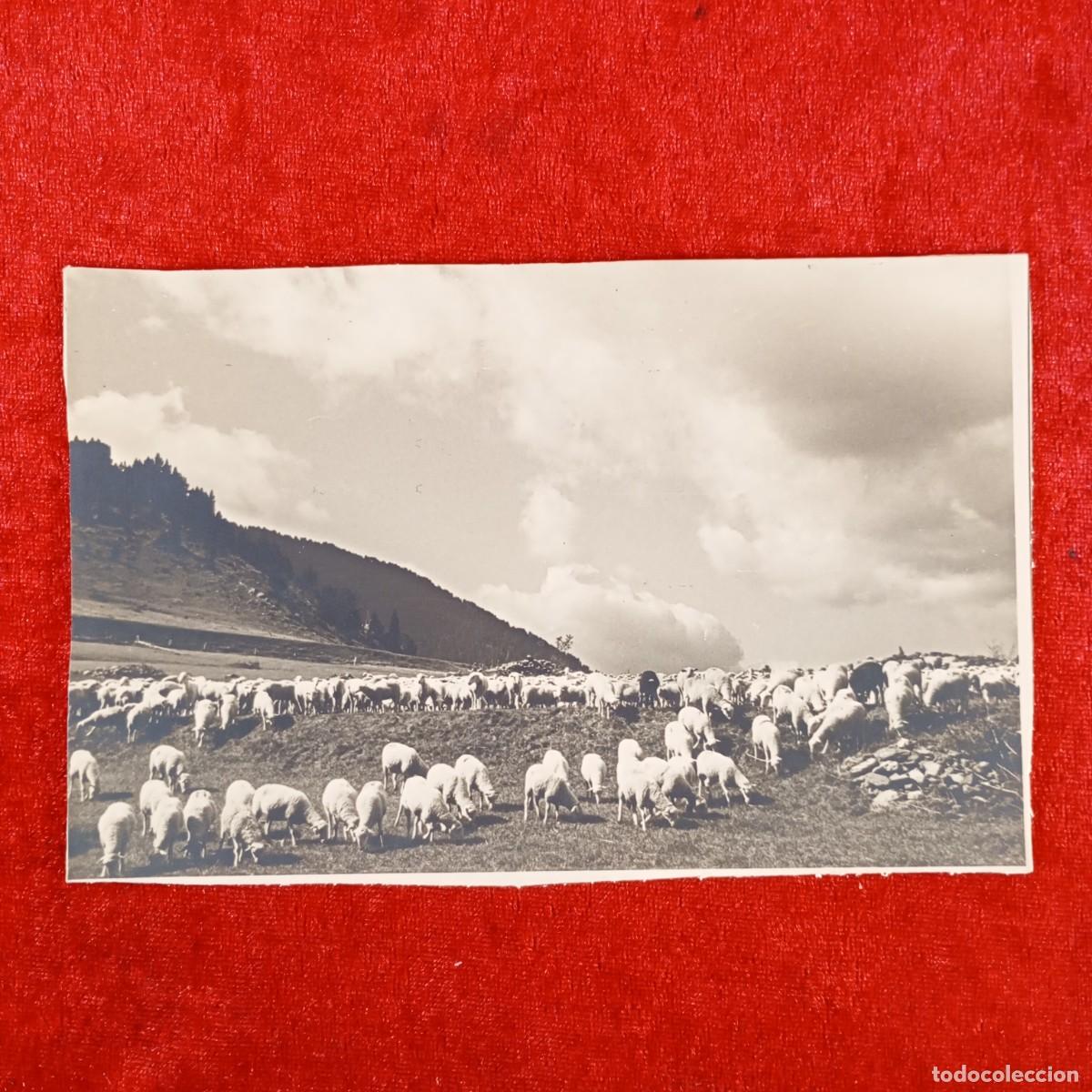 Fotograf&iacute;a antigua: GRAJOS L&Eacute;RIDA SECTA - FOTOGRAF&Iacute;A ART&Iacute;STICA HECHA POR UN MIEMBRO DEL GRUPO - RAMADOS DE OVEJAS / 6346