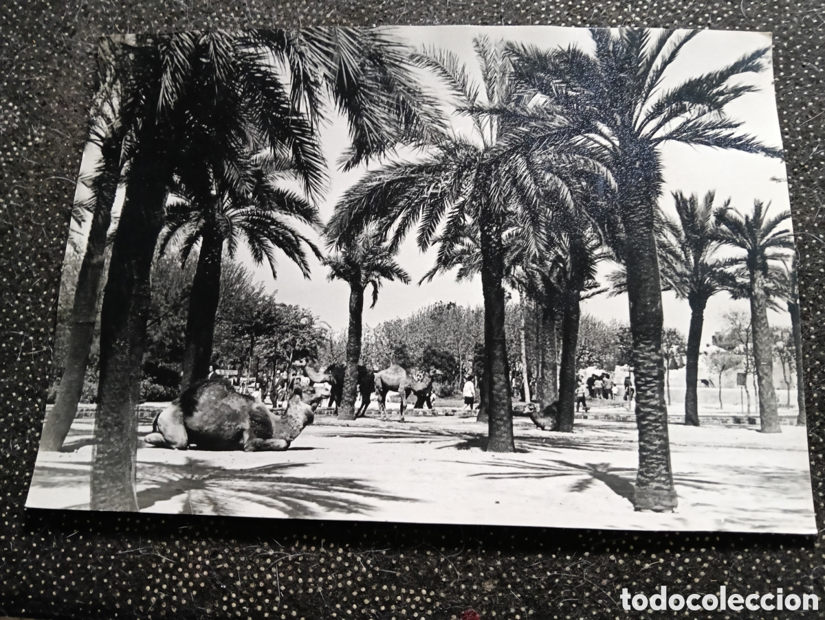 Fotograf&iacute;a antigua: Fotograf&iacute;a del paseo COLON en Barcelona a&ntilde;os despu&eacute;s que en 1915 los vientos llegar&aacute;n a 180 km. por