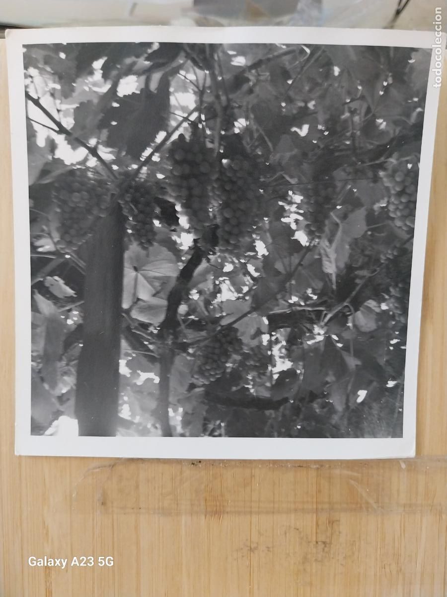 Fotograf&iacute;a antigua: RACIMOS DE UVAS PARRA FOTO PARTICULAR A&Ntilde;OS 60 70 12.8CMS